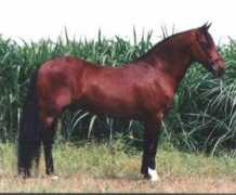 Pijao