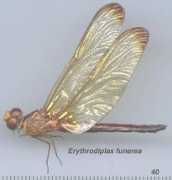 pugetsound.edu Pijijiapan