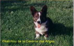 lacavernedesanges.com Pikatchou