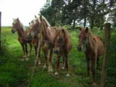 d.vaucenans.free.fr Pikatchou