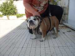 bulldogpedigree.com Pikolina