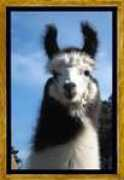 dover3eastllamas.com Pilarr