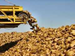 sweetbeet.com Piler