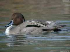 oiseaux.net Pilet