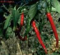 humanlanguages.com Pilipili