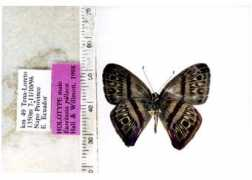 butterfliesofamerica.com Pillaca