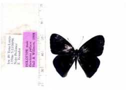 butterfliesofamerica.com Pillaca