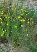 missouriplants.com Pilosa