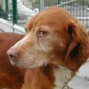 aid.animaux.free.fr Piloute