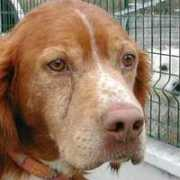 aid.animaux.free.fr Piloute