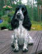 Pilvi