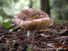 tobiaspfau.de Pilz