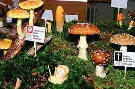 beo-news.ch Pilza