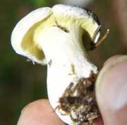 123pilze.de Pilza