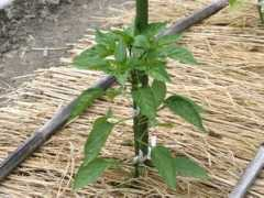 botanic.jp Piment