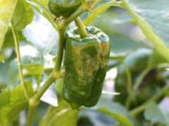 botanic.jp Piment