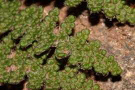 polyploid.net Pinale