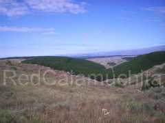 redcalamuchita.com.ar Pinares