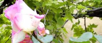 gites.delicesaumiel.com Pinau