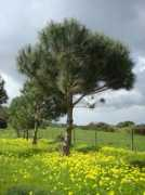 Pincaro