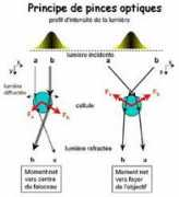 ifr87.cnrs-gif.fr Pinces