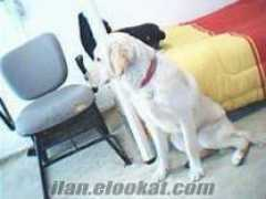 ilan.elookat.com Pincir