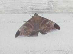 jpmoth.org Pindara