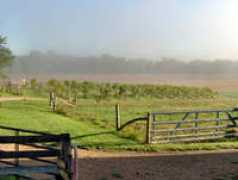 westphaliavineyards.com Pingelton