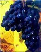 weinschenker.nl Pinheira