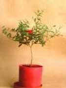 mybonsai.narod.ru Pinica