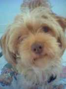 vivapets.com Pinkie