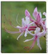 thelensflare.com Pinkster