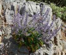 west-crete.com Pinnata