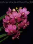 orchids.legolas.org Pinsai