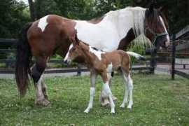 smfhorses.com Pinta