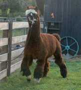 foxwoodfarm.com Pintar