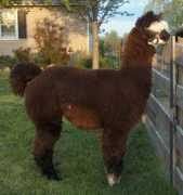 foxwoodfarm.com Pintar