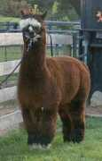 foxwoodfarm.com Pintar
