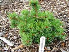 Pinus