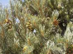 drarchaeology.com Pinyon