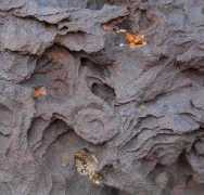 wanderinglizard.com Pinyon