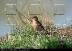 photaki.es Pinzon