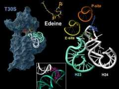 weizmann.ac.il Pioletti