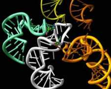 weizmann.ac.il Pioletti