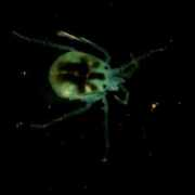 bugguide.net Piona