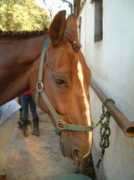 Pionte