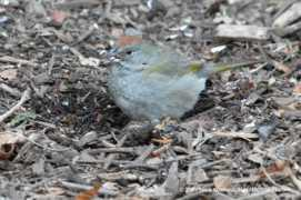 1000birds.com Pipilo