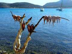 panoramio.com Pipinos