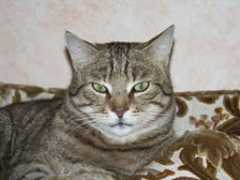 Pipiou
