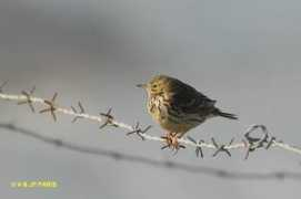Pipit